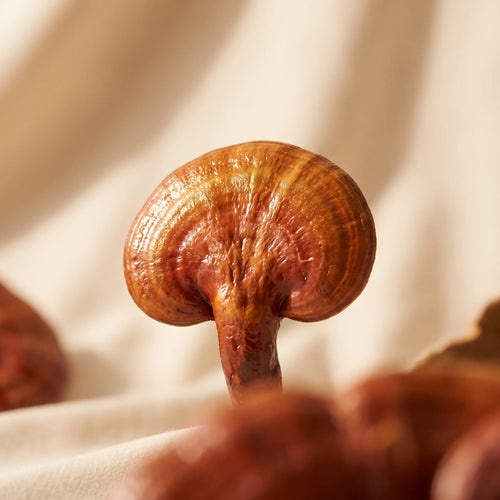 Reishi Vitalmize